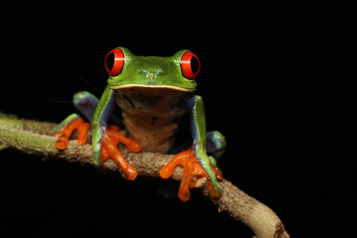 Rana de ojos rojos · Costa Rica
